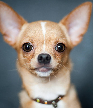 Чихуа мальчик