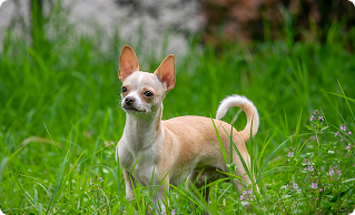      Что такое пупочная грыжа?