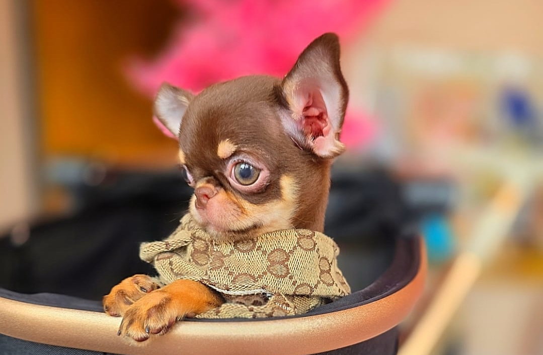 Почему чихуахуа?