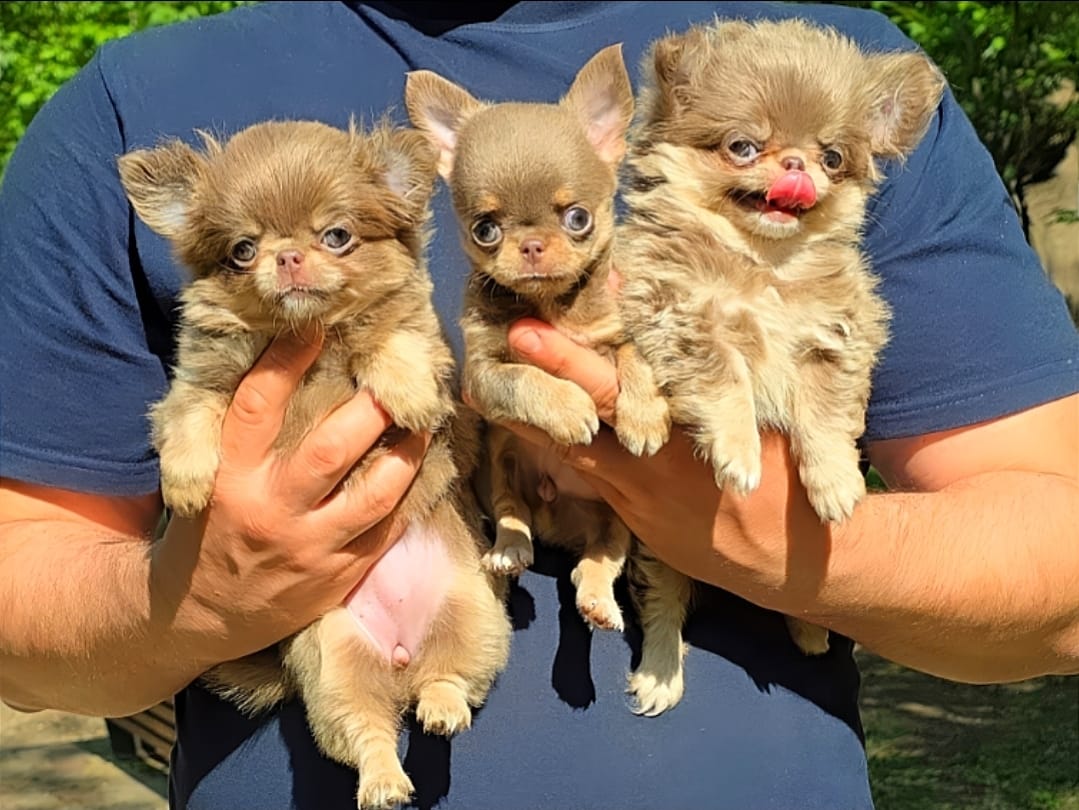 Выбор щенка