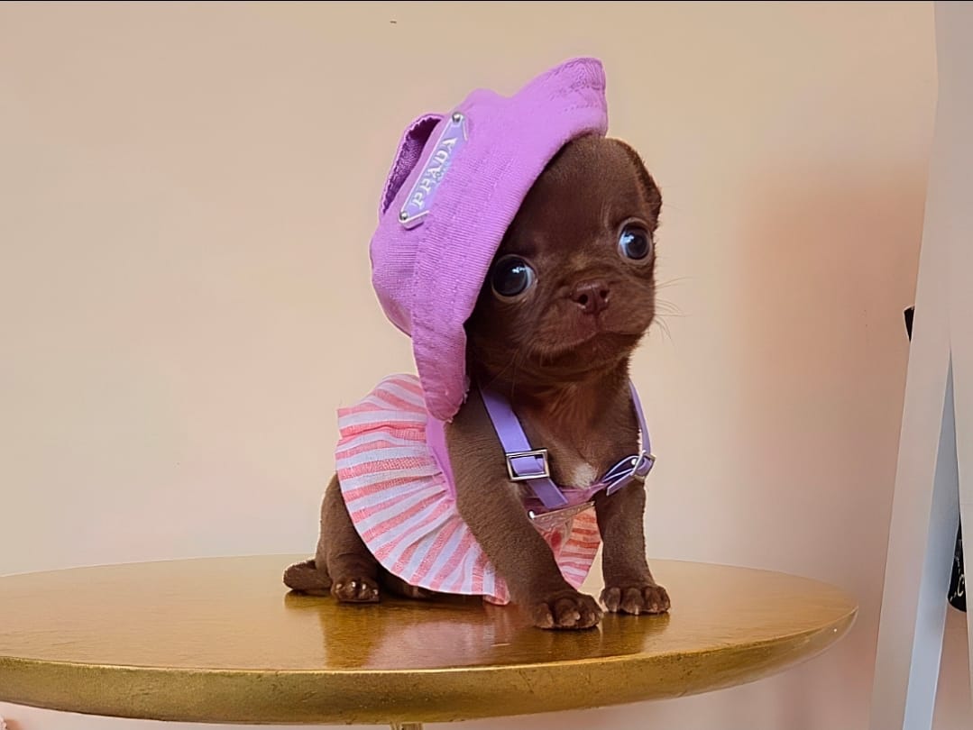 Уход за чихуахуа