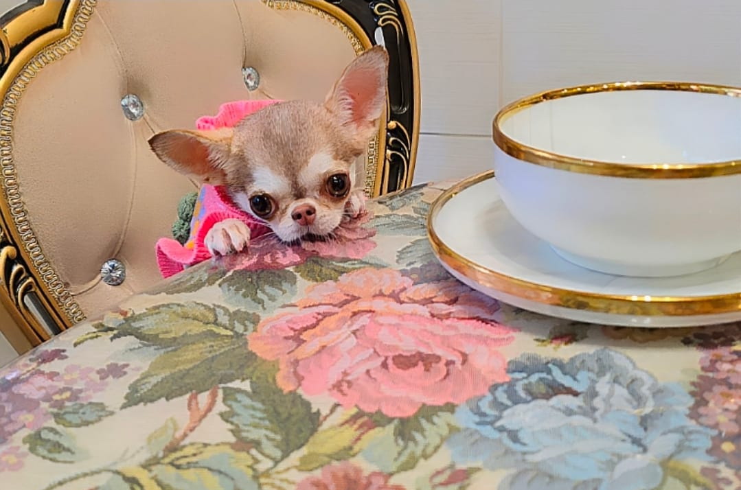 Питание щенка