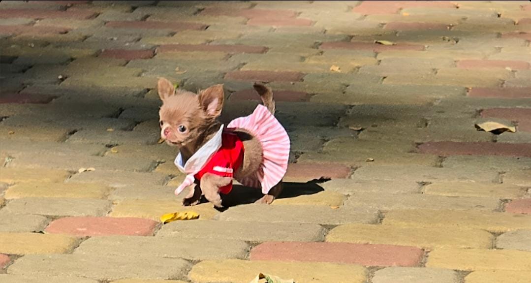 Что такое социализация и почему она важна для щенков?