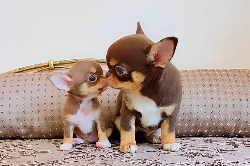 Ошибки в воспитании чихуахуа.