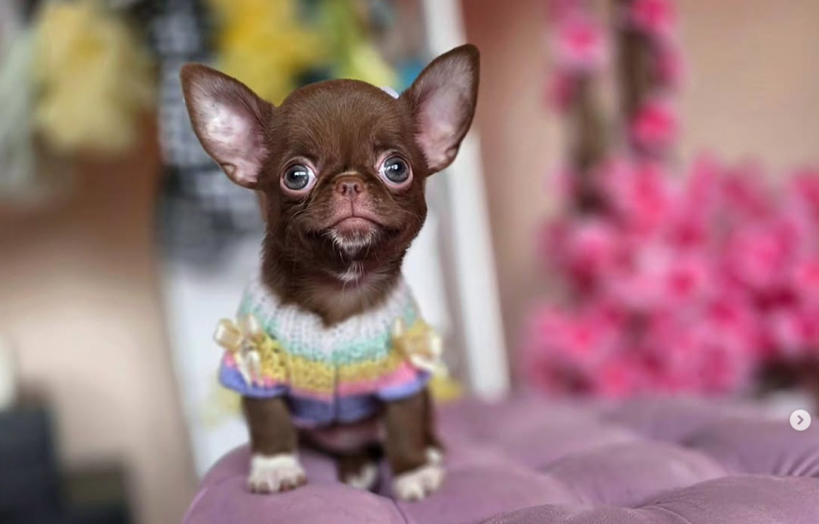 Красивые породные ушки.