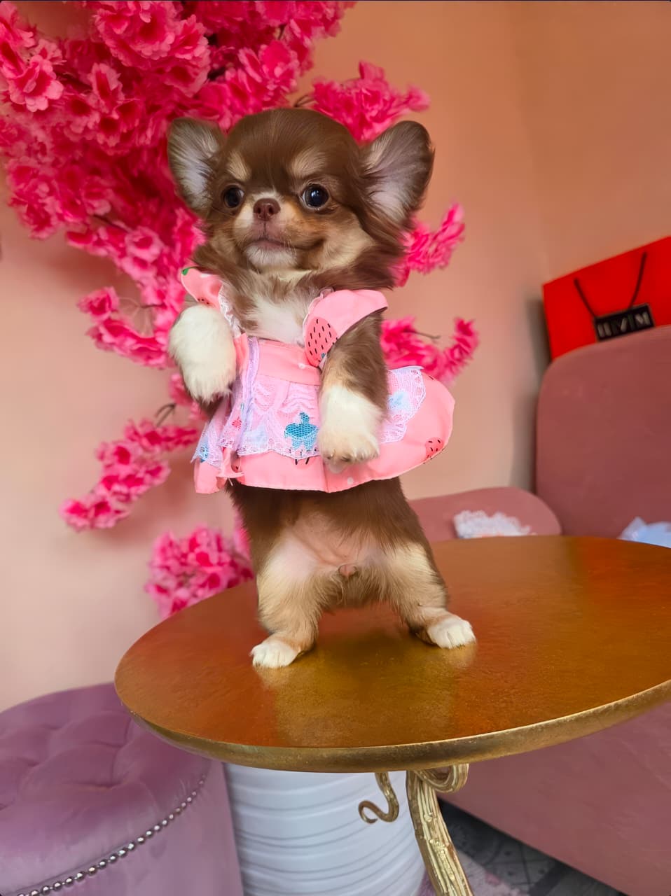 Fonte di joy Оливия