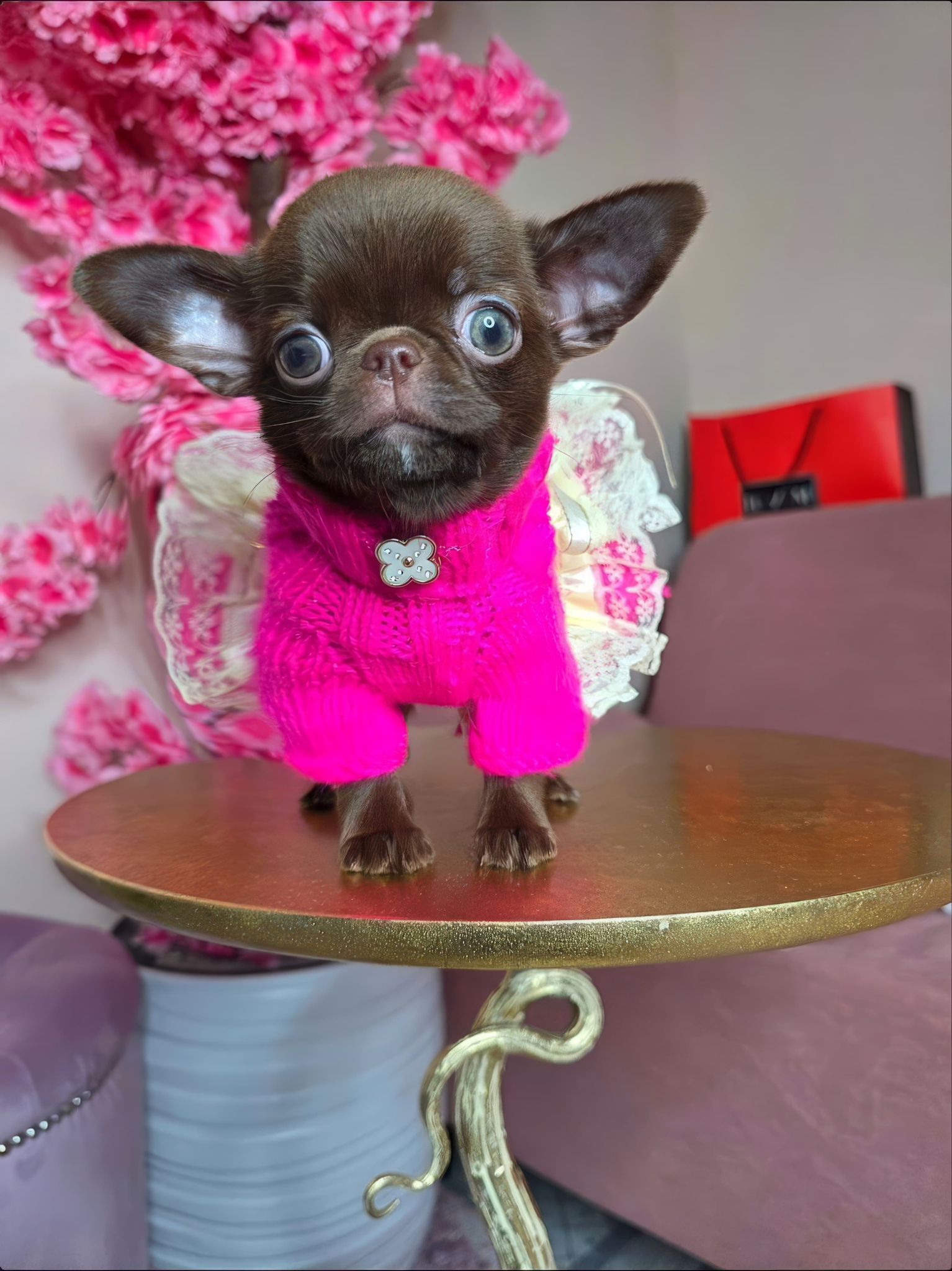 Фонте Ди Джой Мокка 