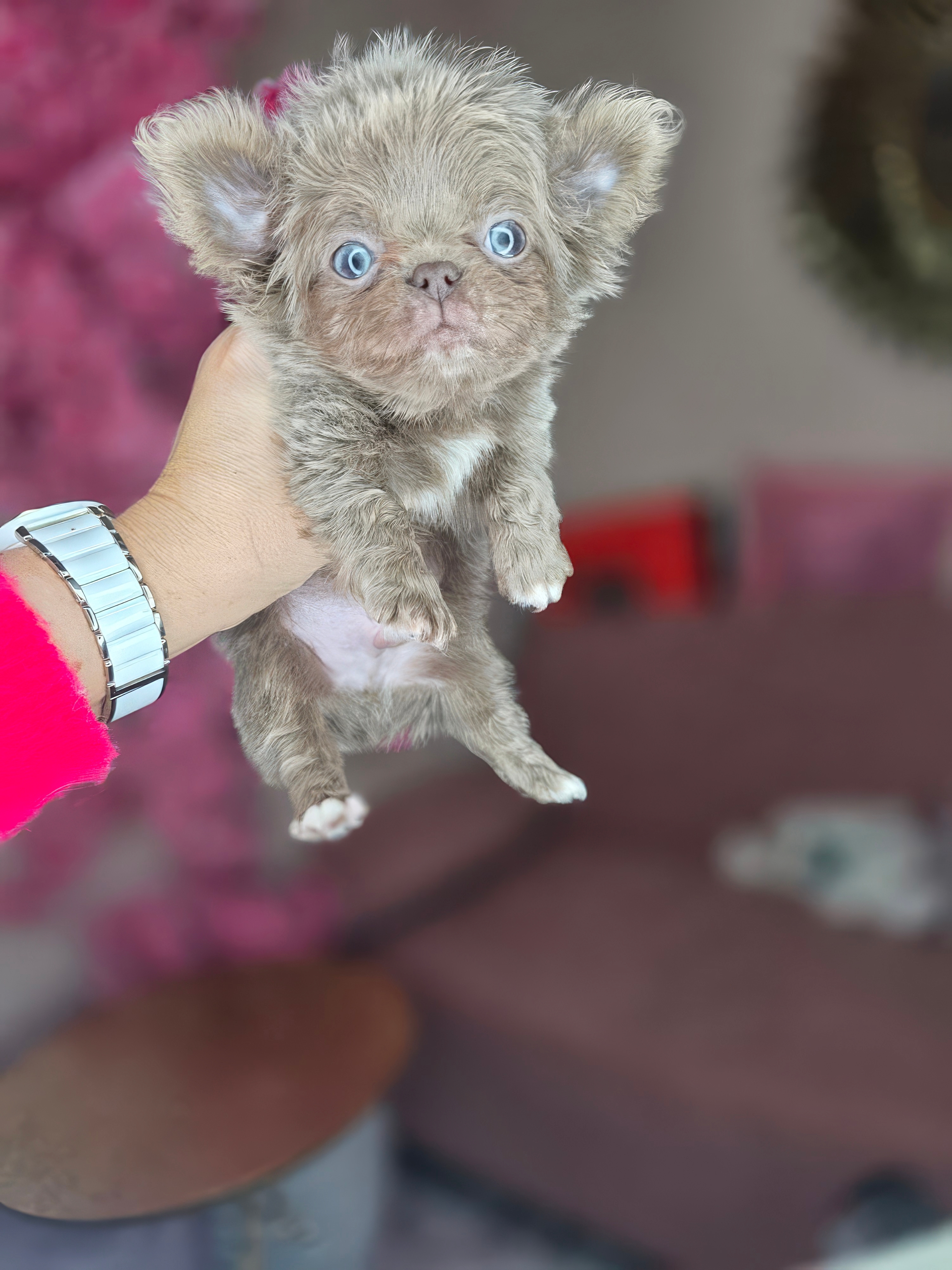 Фонте Ди Джой Мартин 