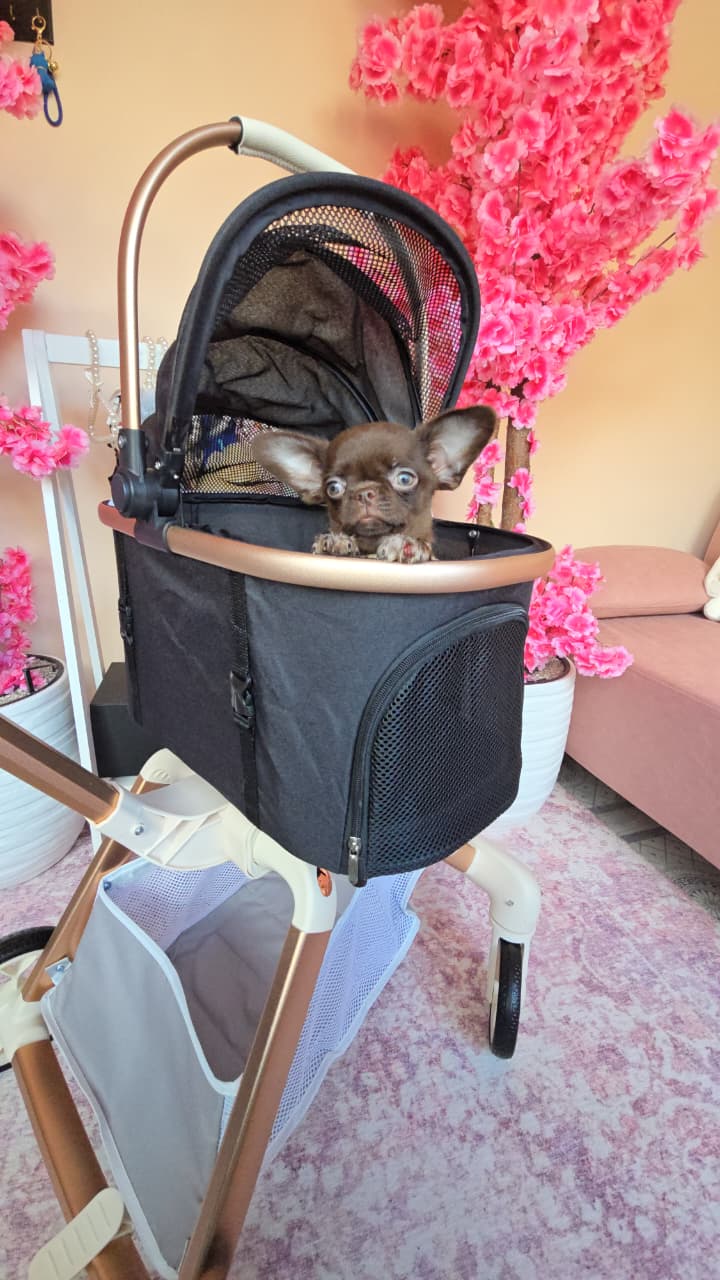 Fonte di joy Бетховен