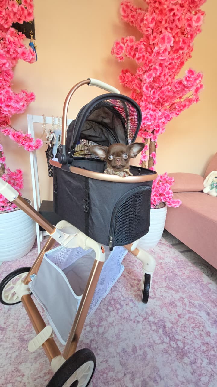 Fonte di joy Бетховен