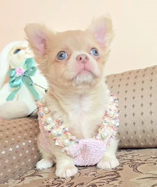 Fonte di joy Рапсодия