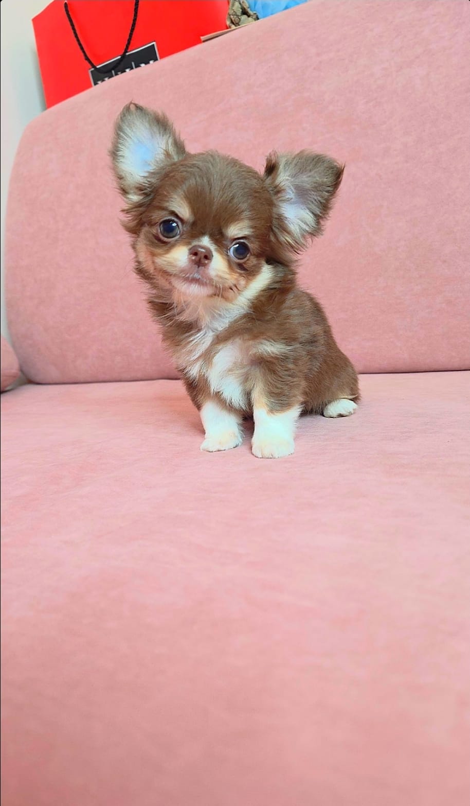 Fonte di joy Оливия