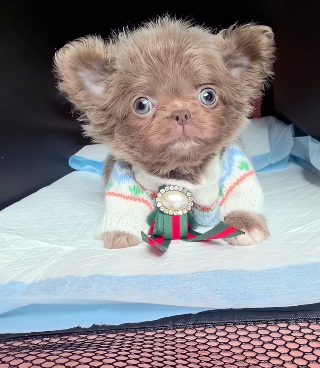 Фонте Ди Джой Мартин 